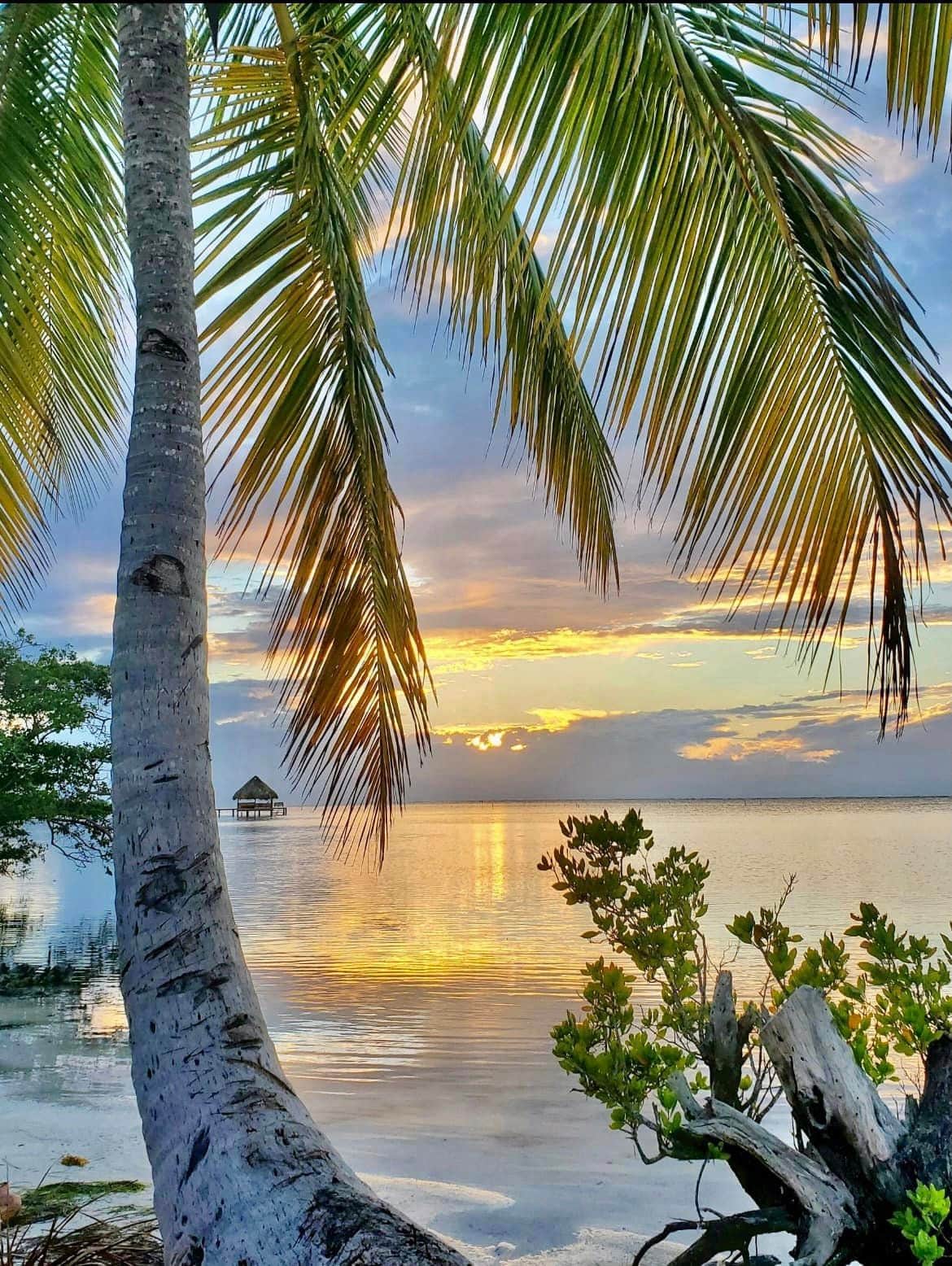 A palm above the Caribbean at Dakota Breeze