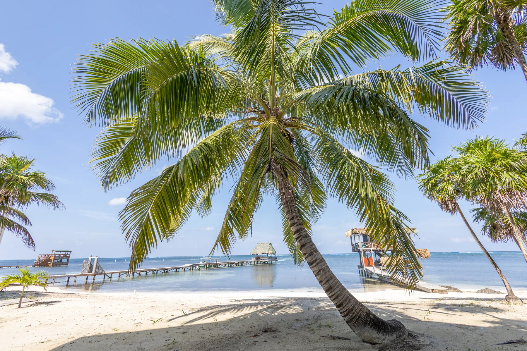 Palm trees and sand beside the dock